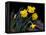 Daffodil in Bloom, New York, New York, USA-Paul Sutton-Framed Premier Image Canvas