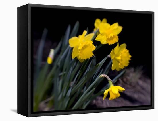 Daffodil in Bloom, New York, New York, USA-Paul Sutton-Framed Premier Image Canvas