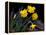 Daffodil in Bloom, New York, New York, USA-Paul Sutton-Framed Premier Image Canvas