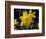 Daffodil in Bloom, New York, New York, USA-Paul Sutton-Framed Photographic Print