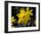 Daffodil in Bloom, New York, New York, USA-Paul Sutton-Framed Photographic Print