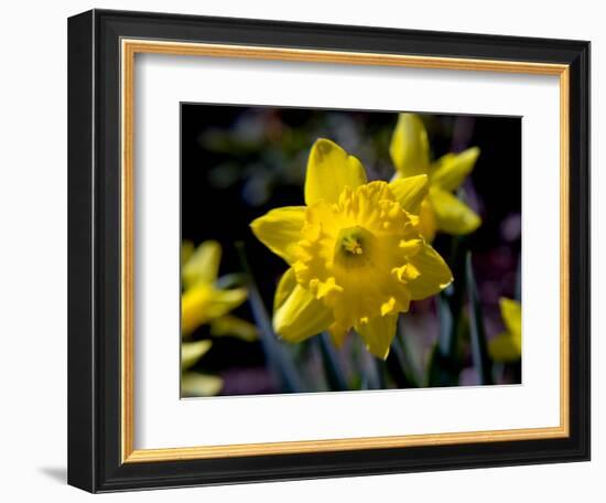 Daffodil in Bloom, New York, New York, USA-Paul Sutton-Framed Photographic Print