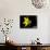 Daffodil in Bloom, New York, New York, USA-Paul Sutton-Photographic Print displayed on a wall