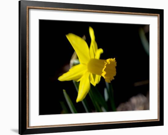 Daffodil in Bloom, New York, New York, USA-Paul Sutton-Framed Photographic Print