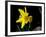 Daffodil in Bloom, New York, New York, USA-Paul Sutton-Framed Photographic Print