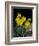 Daffodil in Bloom, New York, New York, USA-Paul Sutton-Framed Photographic Print