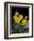 Daffodil in Bloom, New York, New York, USA-Paul Sutton-Framed Photographic Print