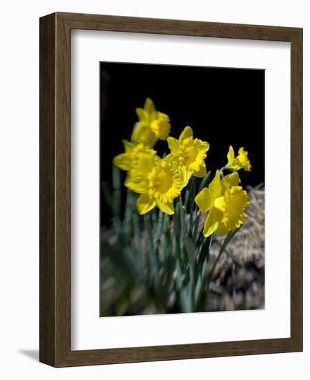 Daffodil in Bloom, New York, New York, USA-Paul Sutton-Framed Photographic Print