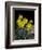 Daffodil in Bloom, New York, New York, USA-Paul Sutton-Framed Photographic Print