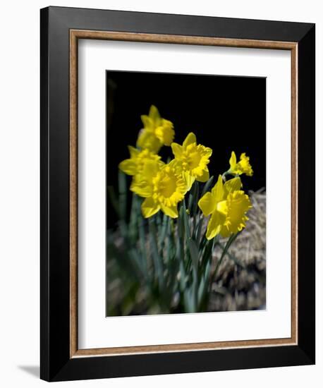 Daffodil in Bloom, New York, New York, USA-Paul Sutton-Framed Photographic Print