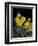 Daffodil in Bloom, New York, New York, USA-Paul Sutton-Framed Photographic Print