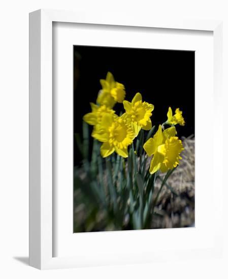 Daffodil in Bloom, New York, New York, USA-Paul Sutton-Framed Photographic Print