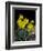 Daffodil in Bloom, New York, New York, USA-Paul Sutton-Framed Photographic Print