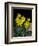 Daffodil in Bloom, New York, New York, USA-Paul Sutton-Framed Photographic Print