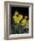 Daffodil in Bloom, New York, New York, USA-Paul Sutton-Framed Photographic Print