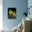 Daffodil in Bloom, New York, New York, USA-Paul Sutton-Photographic Print displayed on a wall