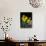 Daffodil in Bloom, New York, New York, USA-Paul Sutton-Photographic Print displayed on a wall