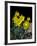 Daffodil in Bloom, New York, New York, USA-Paul Sutton-Framed Photographic Print