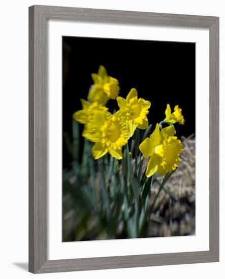 Daffodil in Bloom, New York, New York, USA-Paul Sutton-Framed Photographic Print