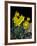 Daffodil in Bloom, New York, New York, USA-Paul Sutton-Framed Photographic Print