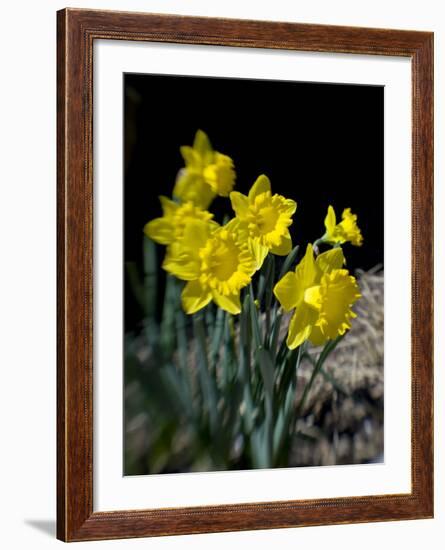 Daffodil in Bloom, New York, New York, USA-Paul Sutton-Framed Photographic Print