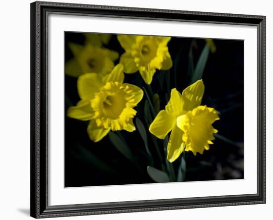 Daffodil in Bloom, New York, New York, USA-Paul Sutton-Framed Photographic Print