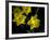 Daffodil in Bloom, New York, New York, USA-Paul Sutton-Framed Photographic Print