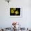 Daffodil in Bloom, New York, New York, USA-Paul Sutton-Framed Photographic Print displayed on a wall