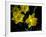 Daffodil in Bloom, New York, New York, USA-Paul Sutton-Framed Photographic Print