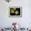 Daffodil in Bloom, New York, New York, USA-Paul Sutton-Framed Photographic Print displayed on a wall