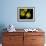 Daffodil in Bloom, New York, New York, USA-Paul Sutton-Framed Photographic Print displayed on a wall