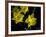 Daffodil in Bloom, New York, New York, USA-Paul Sutton-Framed Photographic Print