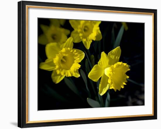 Daffodil in Bloom, New York, New York, USA-Paul Sutton-Framed Photographic Print