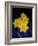 Daffodil in Bloom, New York, New York, USA-Paul Sutton-Framed Photographic Print