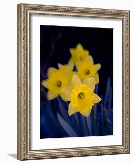 Daffodil in Bloom, New York, New York, USA-Paul Sutton-Framed Photographic Print