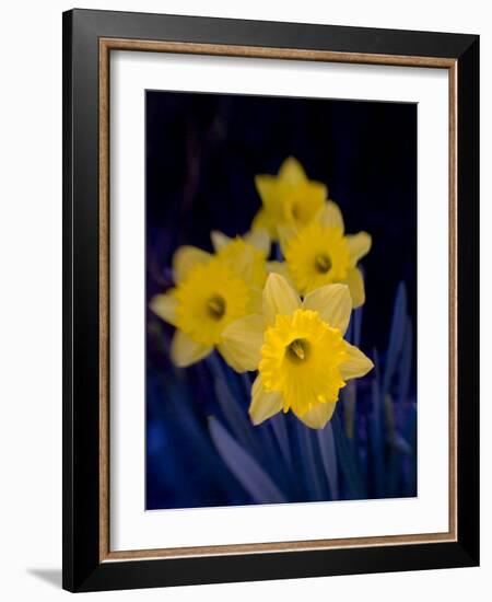 Daffodil in Bloom, New York, New York, USA-Paul Sutton-Framed Photographic Print