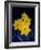 Daffodil in Bloom, New York, New York, USA-Paul Sutton-Framed Photographic Print