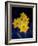 Daffodil in Bloom, New York, New York, USA-Paul Sutton-Framed Photographic Print