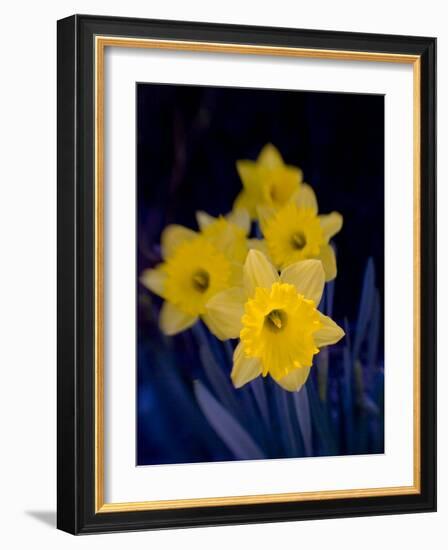 Daffodil in Bloom, New York, New York, USA-Paul Sutton-Framed Photographic Print