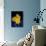 Daffodil in Bloom, New York, New York, USA-Paul Sutton-Photographic Print displayed on a wall