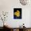 Daffodil in Bloom, New York, New York, USA-Paul Sutton-Photographic Print displayed on a wall