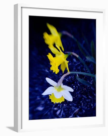 Daffodil in Bloom, New York, New York, USA-Paul Sutton-Framed Photographic Print