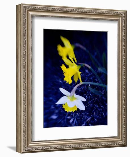 Daffodil in Bloom, New York, New York, USA-Paul Sutton-Framed Photographic Print