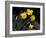 Daffodil in Bloom, New York, New York, USA-Paul Sutton-Framed Photographic Print