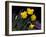 Daffodil in Bloom, New York, New York, USA-Paul Sutton-Framed Photographic Print