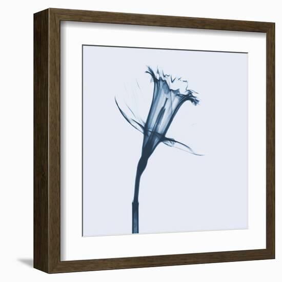 Daffodil in Blue-Albert Koetsier-Framed Art Print