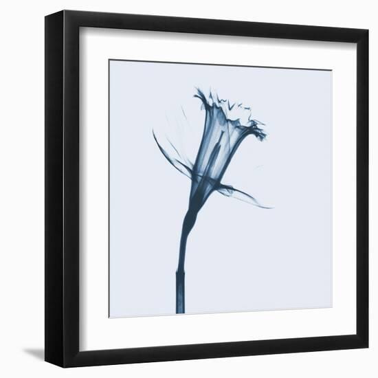 Daffodil in Blue-Albert Koetsier-Framed Art Print