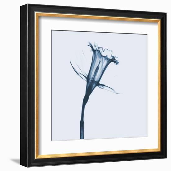 Daffodil in Blue-Albert Koetsier-Framed Art Print