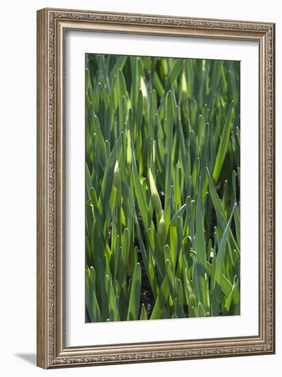 Daffodil Leaves-Anna Miller-Framed Photographic Print