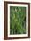 Daffodil Leaves-Anna Miller-Framed Photographic Print